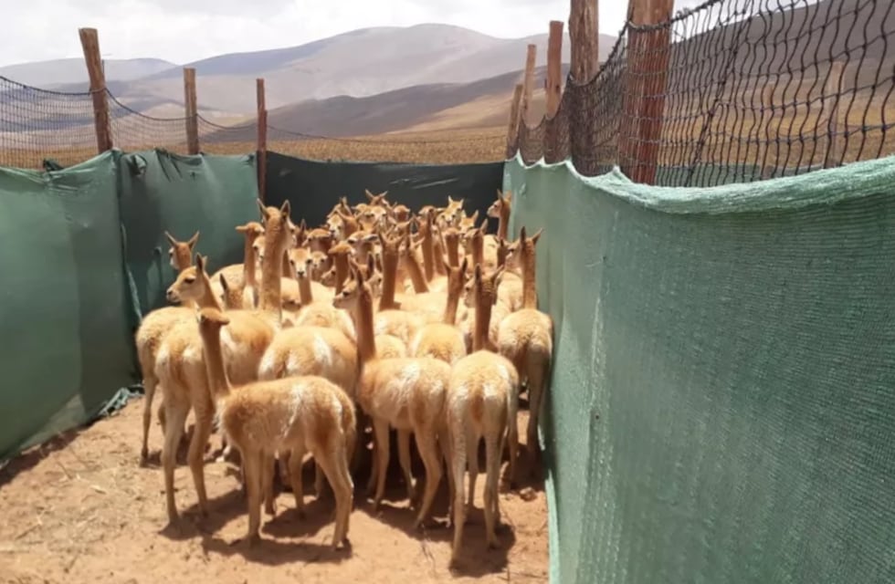 En sólo dos meses, en la Puna jujeña acopiaron media tonelada de fibra de vicuña