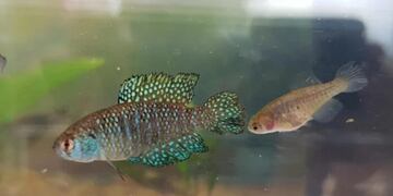 Descubren en Puerto Península una nueva especie de pez de río.