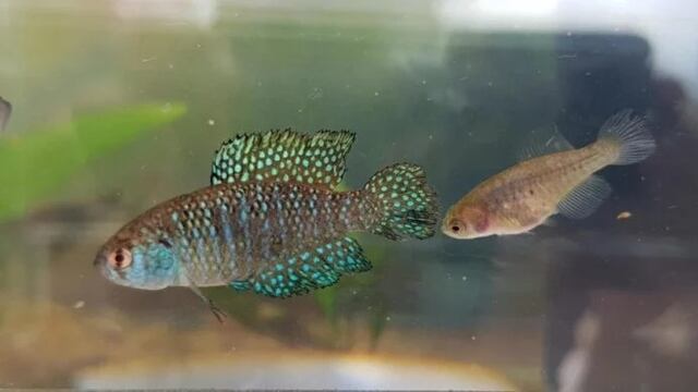 Descubren en Puerto Península una nueva especie de pez de río.