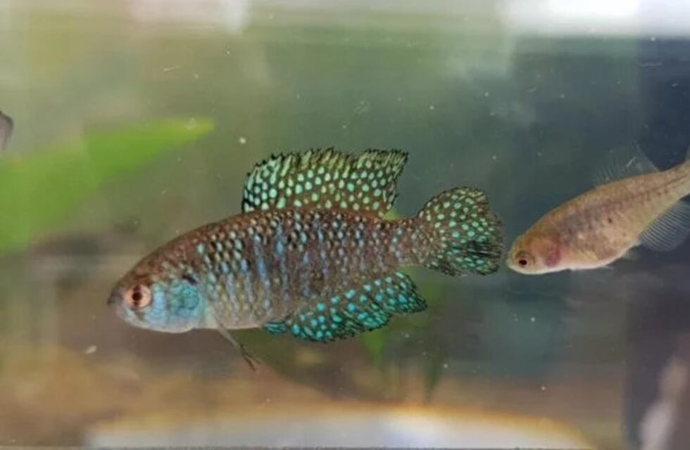 Descubren en Puerto Península una nueva especie de pez de río