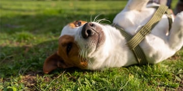 Guía sencilla de cómo entrenar a tu cachorro.