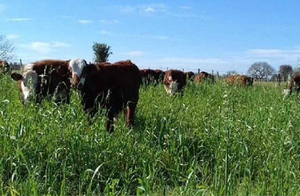 Luto en el campo: murió un reconocido empresario agropecuario de Córdoba