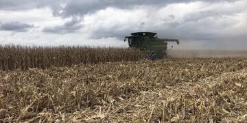 ACELERA. La cosecha de maíz avanza con buenas noticias a nivel global. (Gentileza Santiago Lorenzatti)