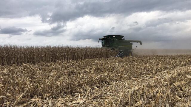 ACELERA. La cosecha de maíz avanza con buenas noticias a nivel global. (Gentileza Santiago Lorenzatti)
