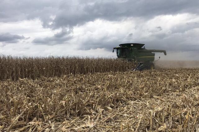 ACELERA. La cosecha de maíz avanza con buenas noticias a nivel global. (Gentileza Santiago Lorenzatti)