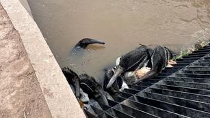 Osos hormigueros atrapados en un canal de Santiago del Estero.