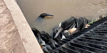 Osos hormigueros atrapados en un canal de Santiago del Estero.