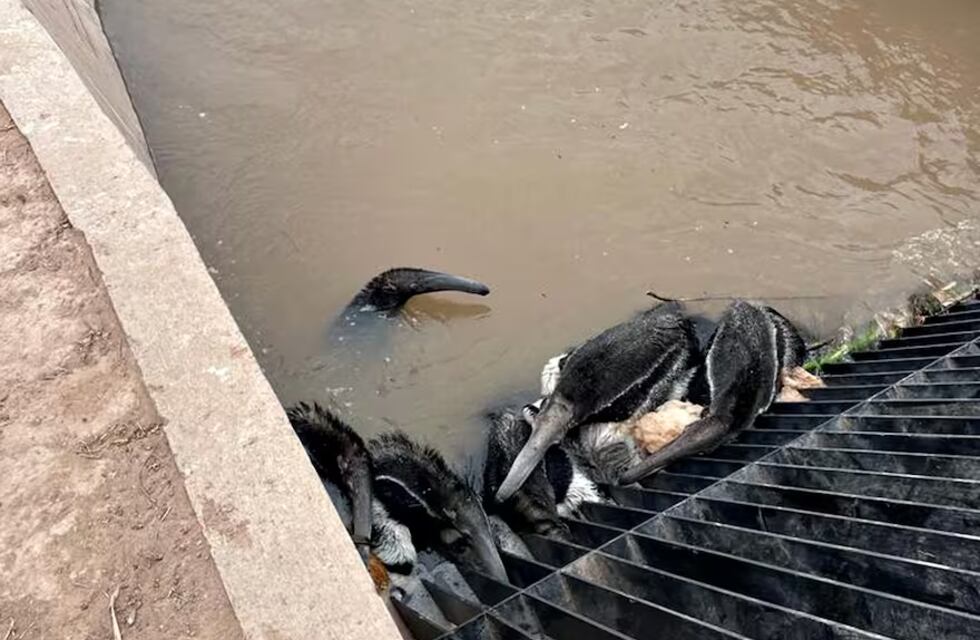 Escándalo en Santiago del Estero por la muerte de osos hormigueros: cayeron en una canaleta de riego y no pudieron escapar