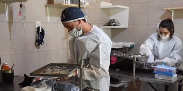 Quirófano Móvil donde se hacen castraciones en Rafaela