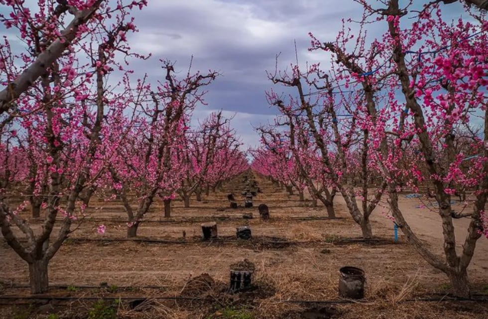 El increible video que muestra Valle de Uco florecido en primavera