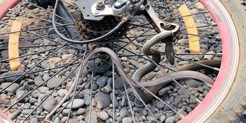 Una salteña paseando encontró una serpiente en la rueda de su bicicleta.