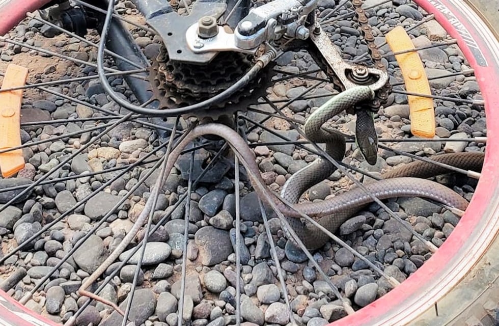 Peligroso acompañante: saltó de su bicicleta al ver una serpiente en la rueda