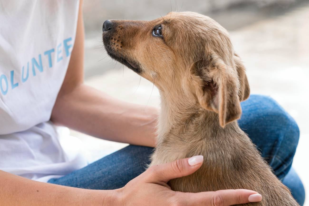 Acariciar a un perro puede reducir el estrés, mejorar el estado de ánimo y reflejar rasgos como empatía o sensibilidad emocional, según un estudio psicológico reciente. (Freepik)