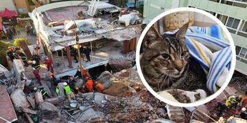 Kiara, la gata rescata entre los escombros