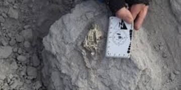 Científicos de Catamarca, Tucumán y Mendoza participaron en la recolección del fósil, que ya se exhibe en el Museo del Hombre de Antofagasta de la Sierra.