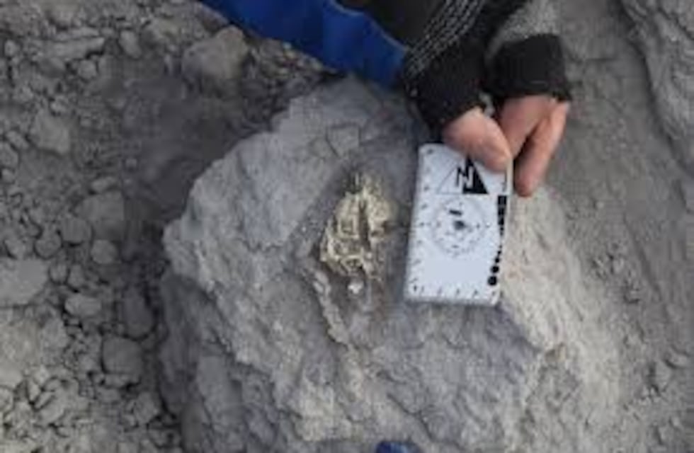 La Bestia del Viento: un fósil milenario reescribe la prehistoria de la Puna