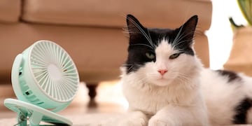 Golpes de calor en perros y gatos: cómo prevenirlos y qué hacer ante una urgencia