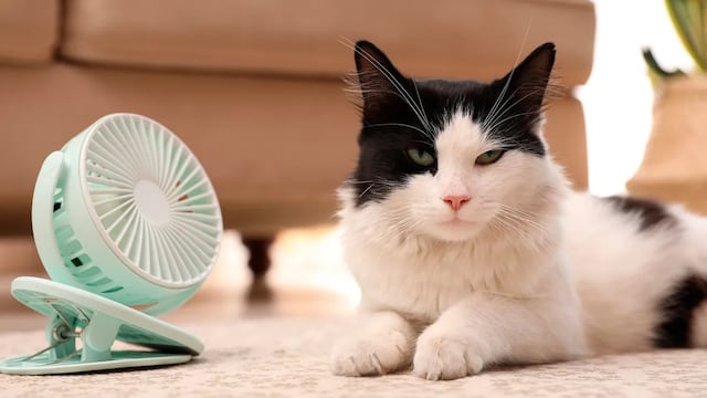 Golpes de calor en perros y gatos: cómo prevenirlos y qué hacer ante una urgencia