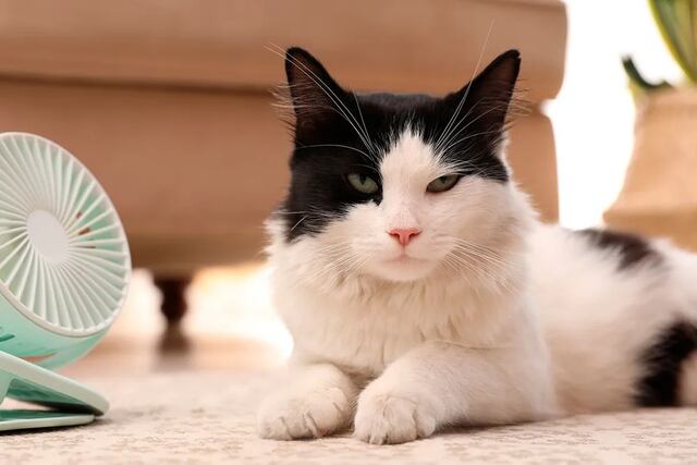 Golpes de calor en perros y gatos: cómo prevenirlos y qué hacer ante una urgencia