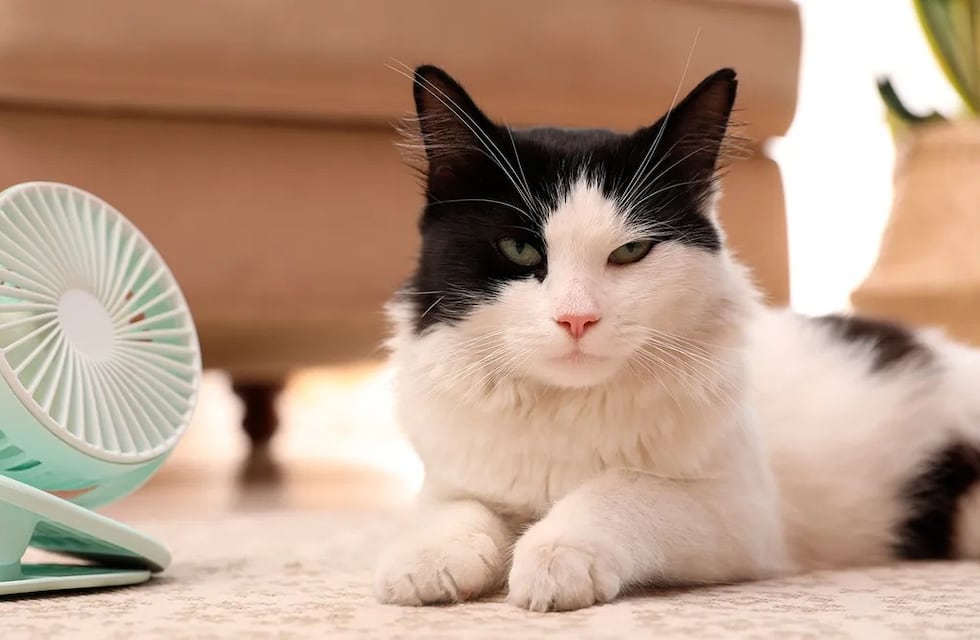 Golpes de calor en perros y gatos: cómo prevenirlos y qué hacer ante una urgencia