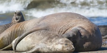 Se registraron mas de mil muertes de elefantes marinos por Gripe Aviar en Chubut.