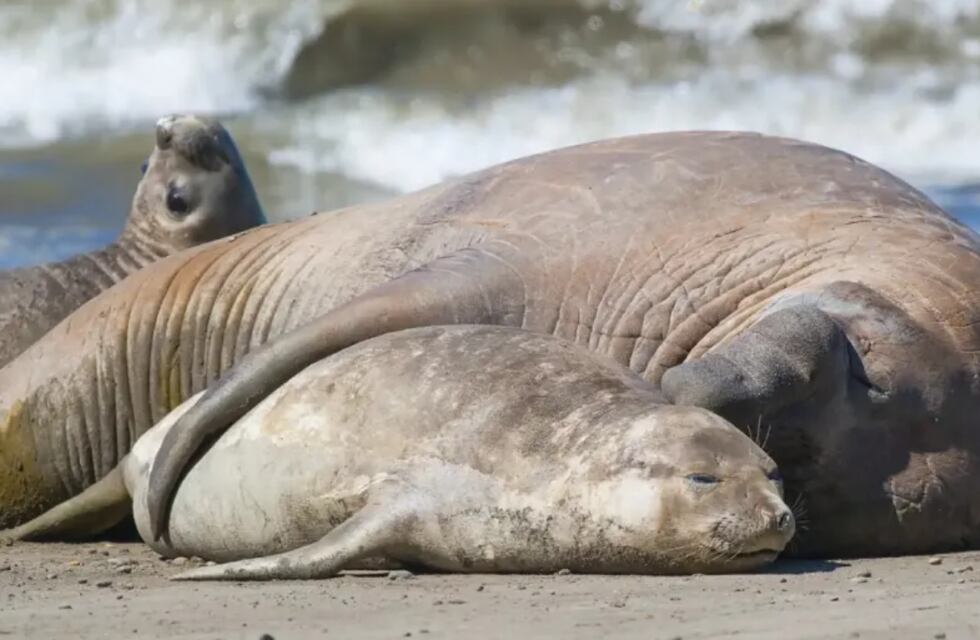 Avanza la Gripe Aviar en Chubut: se registraron más de 1.300 muertes de crías de elefantes marinos