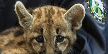 El cachorro que finalmente sobrevivió, tras ser hallado en un camino rural el último miércoles por la tarde.