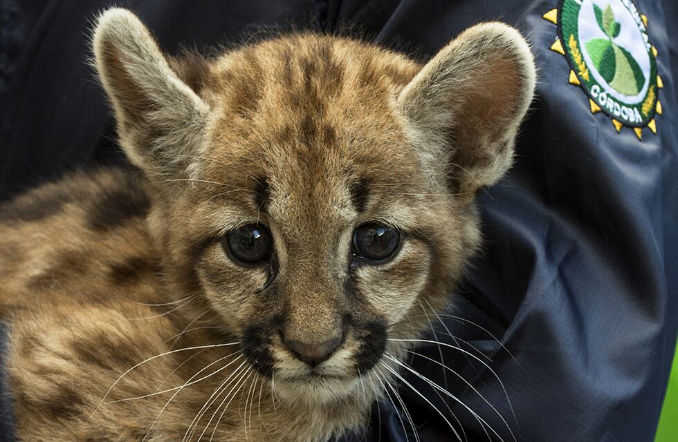 Murió uno de los cachorritos de puma rescatados en el sur de Córdoba