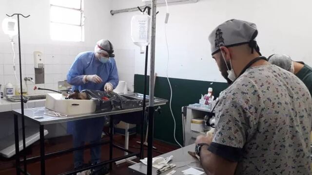 Jornada de castraciones de mascotas en Jardín América.