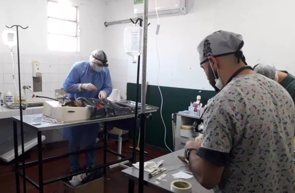 Jornada de castraciones de mascotas en Jardín América