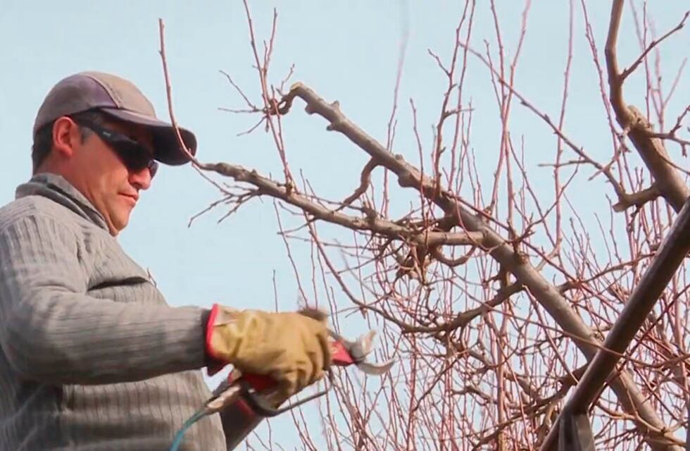 Punta Alta: el 31 de julio finaliza el período de poda