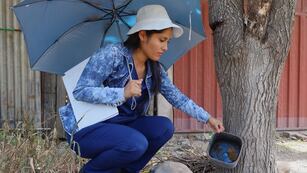 La fuerte propagación del dengue en Jujuy llevó a las autoridades a declarar el "estado de alerta sanitaria" par intensificar las acciones de control de la situación.