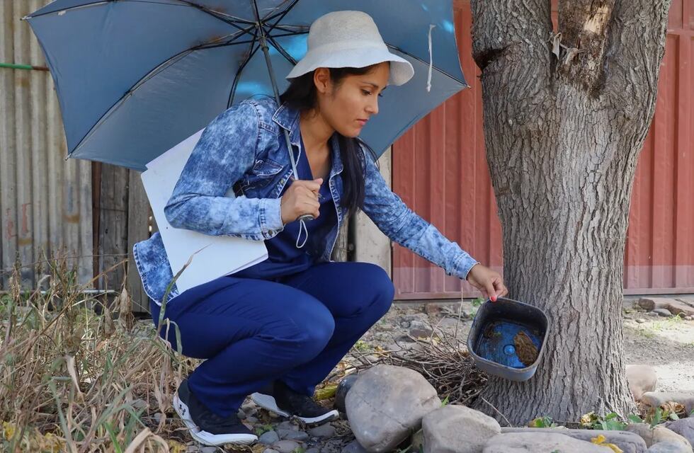Fue declarado el estado de “alerta sanitaria” por dengue, en Jujuy