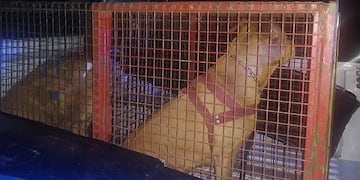 Los animales secuestrados este jueves por la noche.