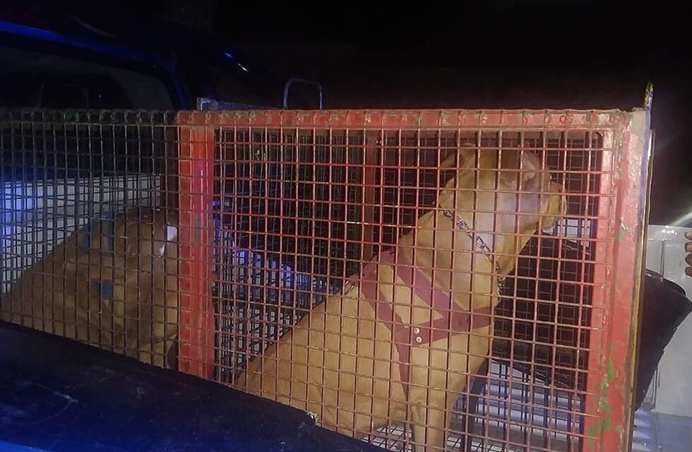 Horror en La Falda: dos pitbull atacaron a una mujer que se encuentra internada en terapia intensiva