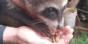 Resguardaron a un mapache que se hallaba en una vivienda posadeña.