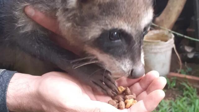 Resguardaron a un mapache que se hallaba en una vivienda posadeña.