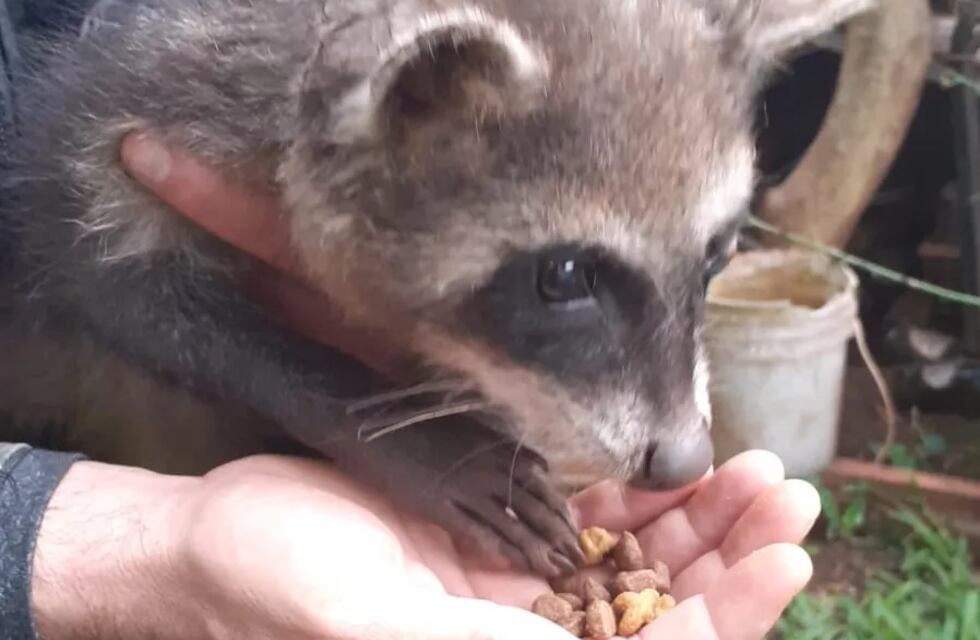 Resguardaron a un mapache que se hallaba en una vivienda posadeña