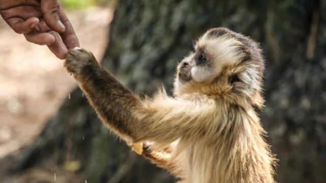 Ver monos en libertad es una posibilidad en el santuario de Proyecto Carayá. (Proyecto Carayá)