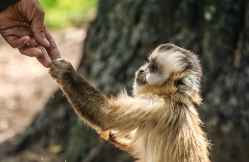 Un nuevo integrante en Proyecto Carayá: nació un monito y las imágenes enternecieron a las redes