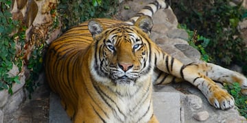 Brisa murió con 18 años de edad y superó las expectativas promedio de la especie.