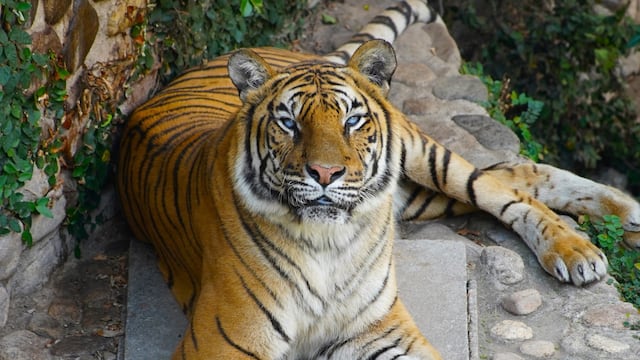 Brisa murió con 18 años de edad y superó las expectativas promedio de la especie.