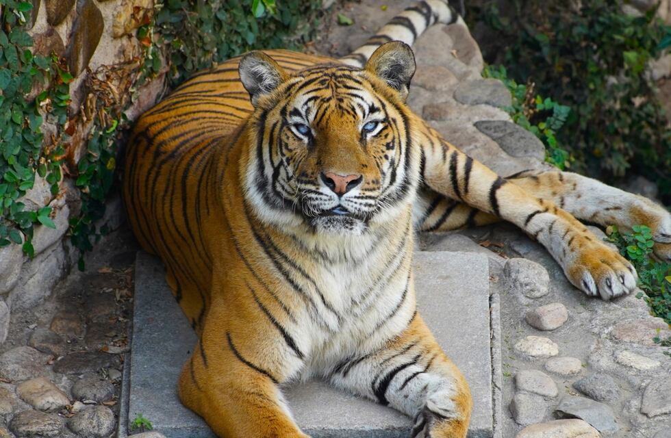 Dolor en Córdoba: murió Brisa, la tigresa de bengala más longeva de la ciudad