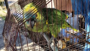 Apareció "Pipo", el loro robado en Córdoba. (Foto: Cba24n)