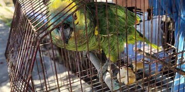 Apareció "Pipo", el loro robado en Córdoba. (Foto: Cba24n)
