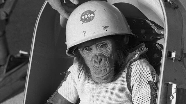 Ham, el chimpancé. Se cumplen 62 años del primer primate en el espacio (AP/Archivo).