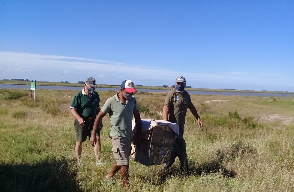 Liberaron dos gatos monteses y una yarará ñata en la Reserva Natural de Claromecó
