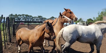 Según fuentes oficiales, el menor de edad fue aplastado por un caballo.