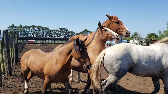 Según fuentes oficiales, el menor de edad fue aplastado por un caballo.