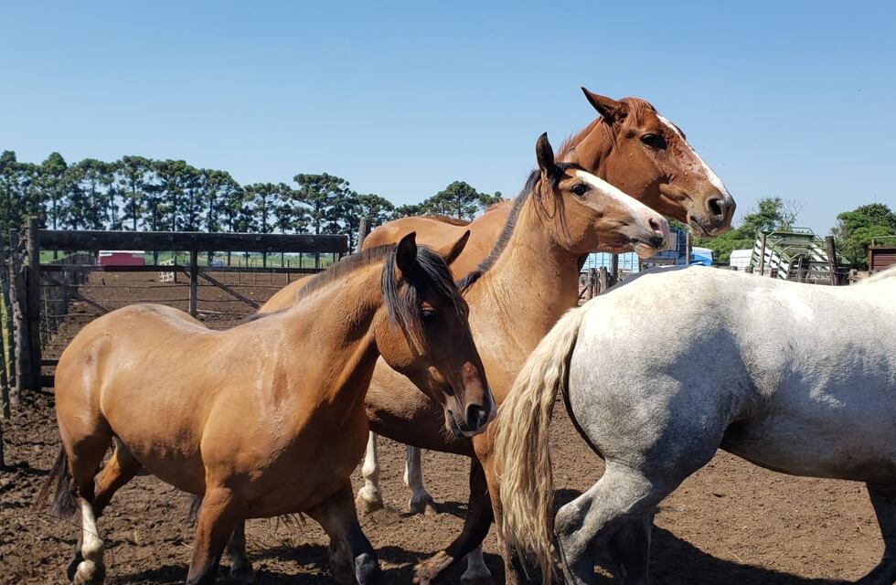 Córdoba: un adolescente de 17 años murió aplastado por un caballo